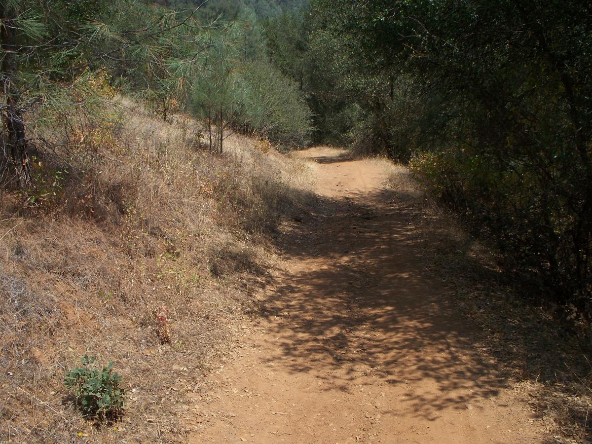 A winding dirt path surrounded by shrubs and trees, leading through a natural landscape with a clear blue sky above. The path is bordered by dry grass and greenery, indicating a rural or forested area. Up Down Trail mountain bike trail.