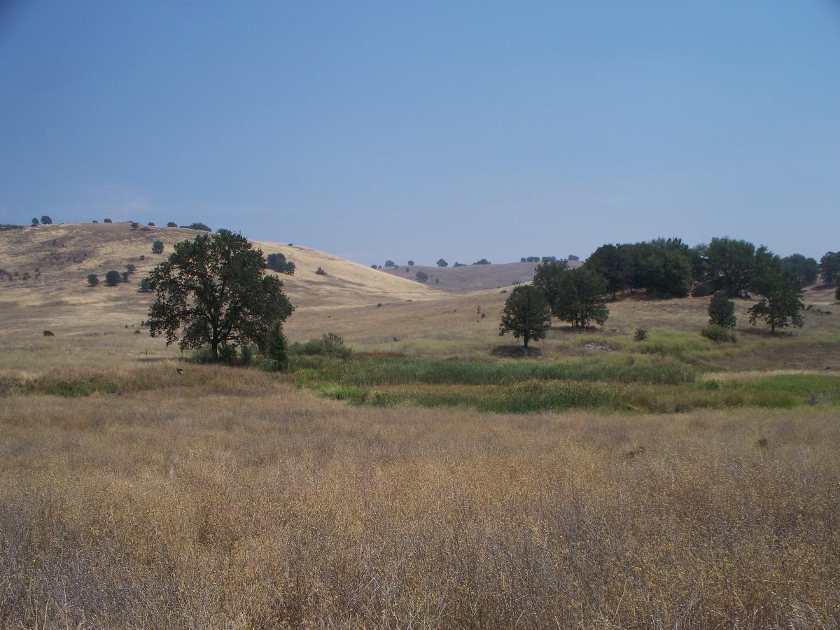 A scenic landscape featuring rolling hills with sparse grassy areas, dotted with a few trees. In the foreground, a large tree stands alone amidst tall, dry grass. The sky is clear with a hint of blue, and distant hills can be seen in the background. Up Down Trail mountain bike trail.