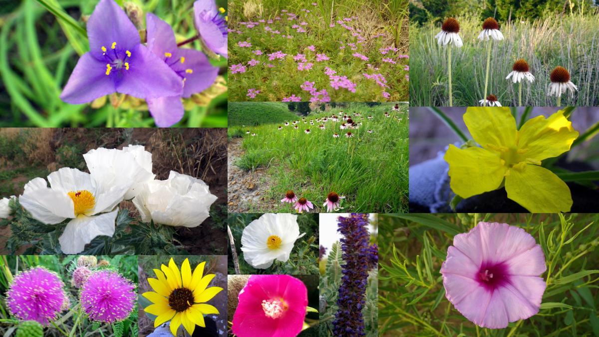 A collage of vibrant flowers, showcasing a variety of colors and types. The arrangement includes purple blooms, white poppies, yellow and pink flowers, and clusters of colorful blossoms against a backdrop of green grass and foliage. The image captures the beauty of a diverse flowering landscape. Switchgrass mountain bike trail.