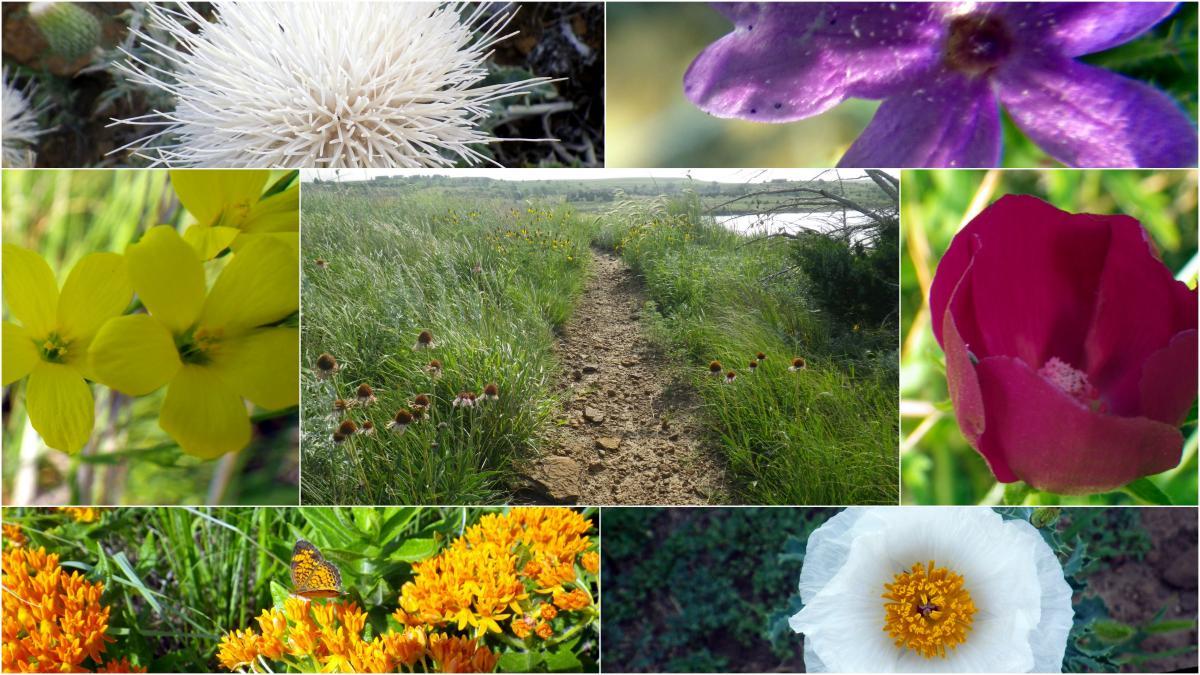 A collage of various colorful wildflowers and a grassy pathway. The top section features a spiky white flower, a purple flower, and a close-up of a flower's center. The middle section shows a grass path lined with wildflowers, leading to a body of water. The bottom section includes bright orange flowers with a butterfly, along with a white flower with a yellow center. Switchgrass mountain bike trail.