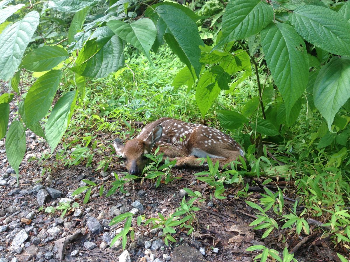 A young fawn resting on the ground among green foliage, partially hidden by large leaves, with patches of sunlight filtering through. Jasus Creek mountain bike trail.