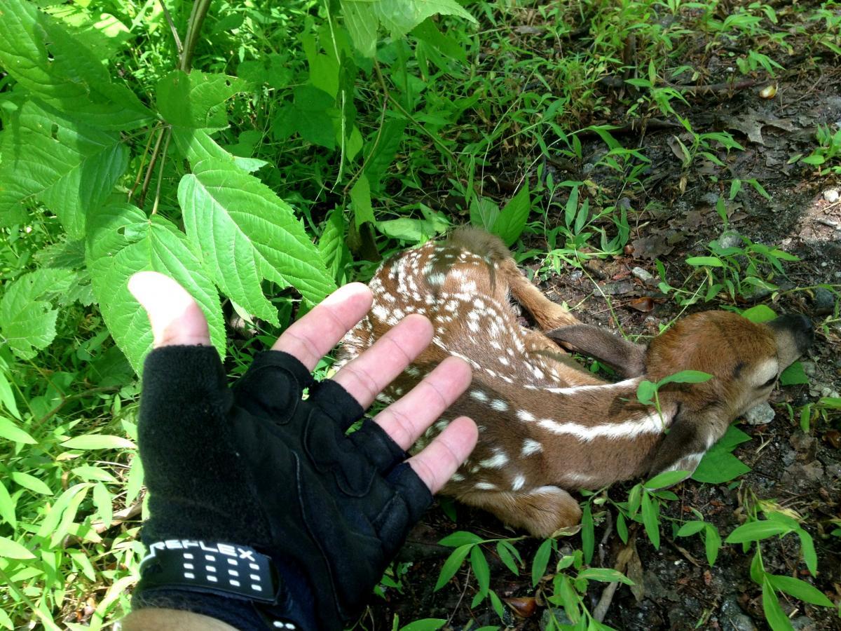 A person's hand, wearing a black glove, is reaching towards a fawn lying on the ground surrounded by green foliage. The fawn has a spotted coat and is nestled among the plants, appearing calm and relaxed in its natural environment. Jasus Creek mountain bike trail.