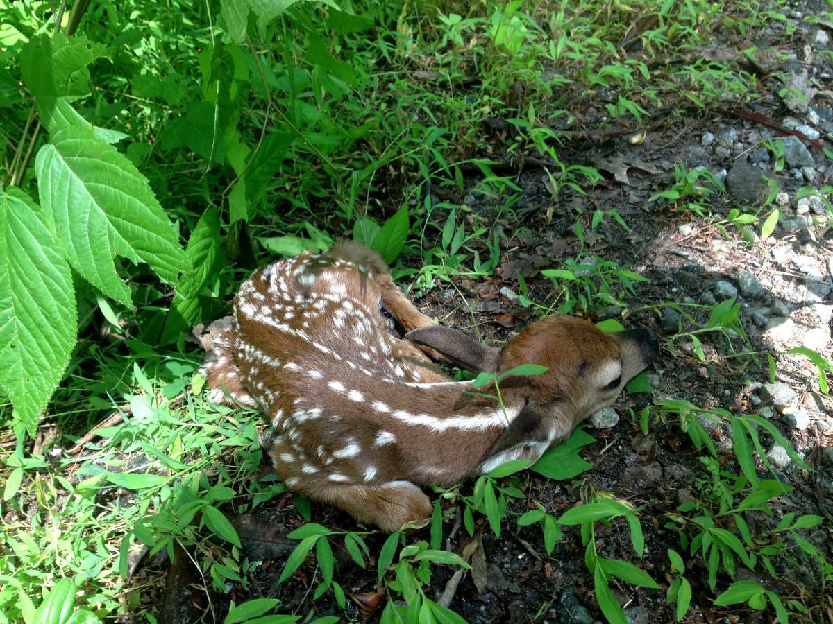 A young fawn resting on the ground surrounded by green foliage and grass. The fawn has distinctive white spots on its brown coat and is lying peacefully among the plants. Jasus Creek mountain bike trail.