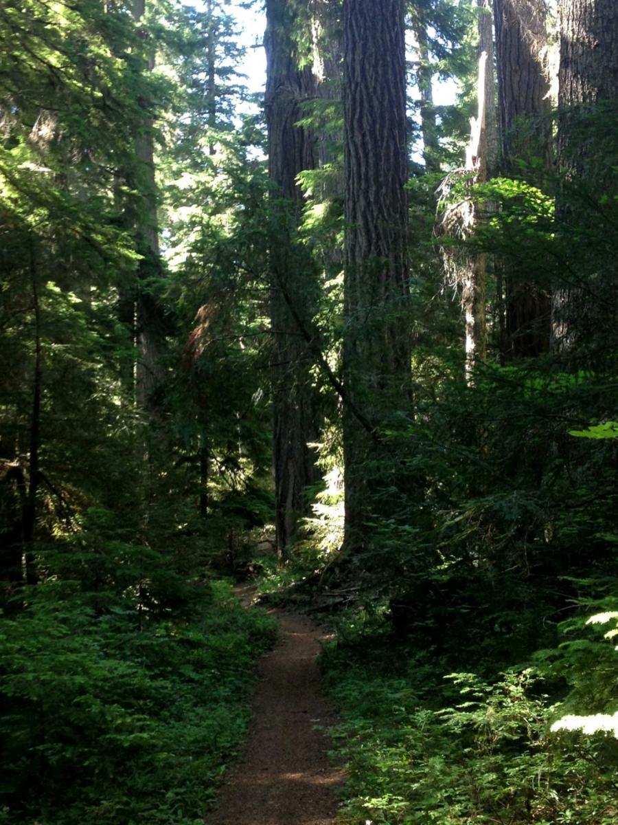 A serene forest scene featuring a narrow path winding through tall trees and dense greenery, with sunlight filtering through the foliage, creating dappled light on the ground. Mckenzie River Trail mountain bike trail.