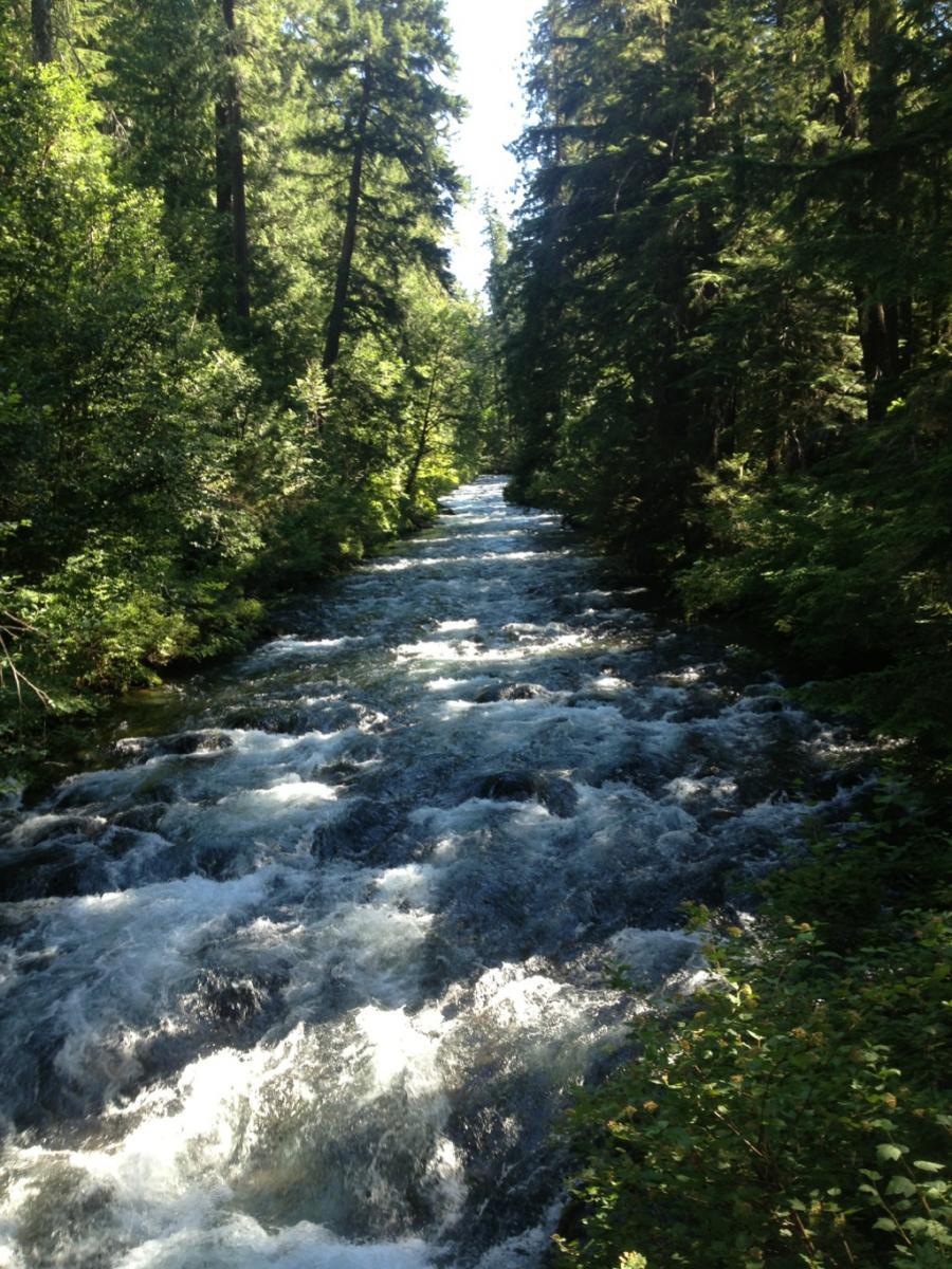 A scenic view of a flowing river surrounded by lush green trees and vegetation on either side, with sunlight filtering through the foliage, creating a tranquil and vibrant natural landscape. Mckenzie River Trail mountain bike trail.