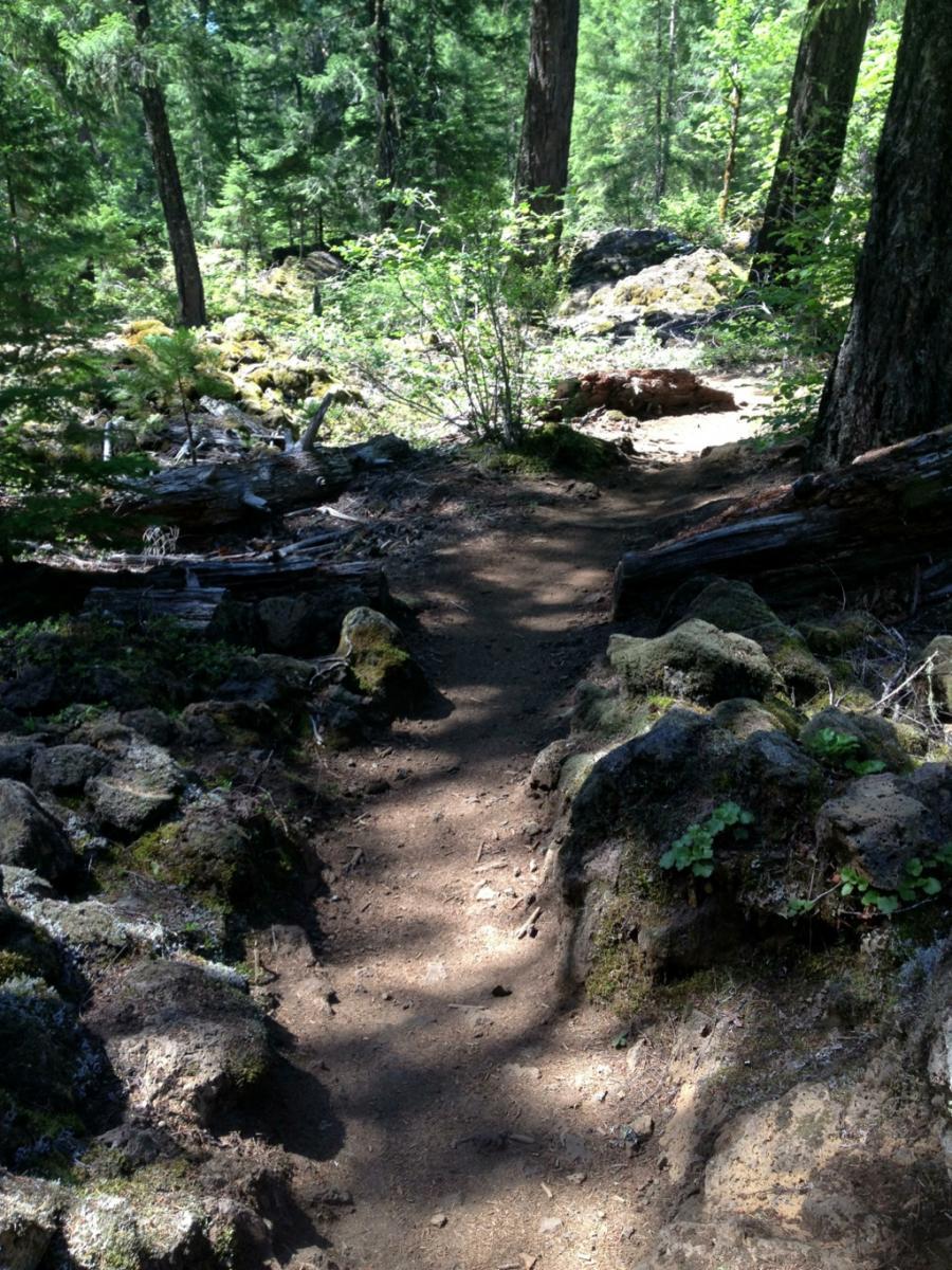 A narrow dirt path winding through a lush forest, surrounded by tall trees and scattered rocks. Sunlight filters through the foliage, casting dappled shadows on the ground, creating a serene and inviting atmosphere. Mckenzie River Trail mountain bike trail.