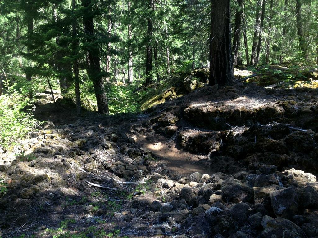 A rocky path winding through a dense forest, surrounded by tall trees and patches of greenery. Sunlight filters through the branches, illuminating the textured ground covered with stones and moss. Mckenzie River Trail mountain bike trail.