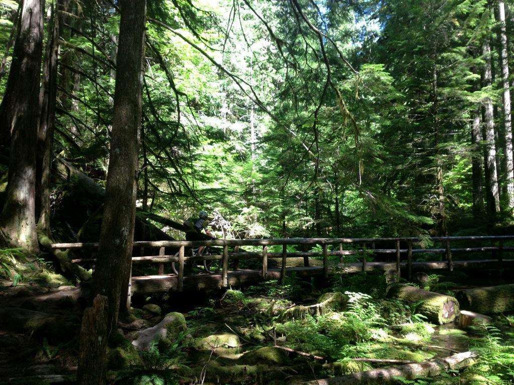 A hiker crosses a wooden bridge in a lush, green forest, surrounded by tall trees and dense foliage, with sunlight filtering through the leaves. Mckenzie River Trail mountain bike trail.