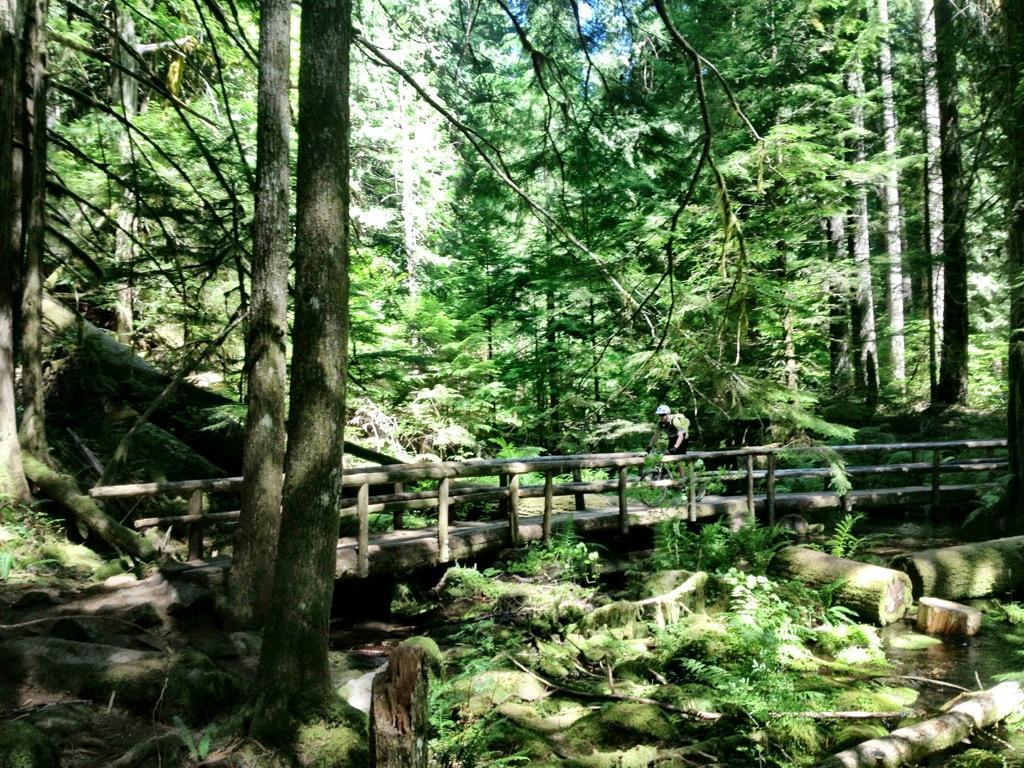 A lush green forest scene featuring tall trees and dense foliage, with a wooden bridge crossing a small stream. A person is seen riding a bicycle on the bridge, surrounded by the vibrant greenery. Sunlight filters through the trees, creating a dappled light effect on the forest floor. Mckenzie River Trail mountain bike trail.