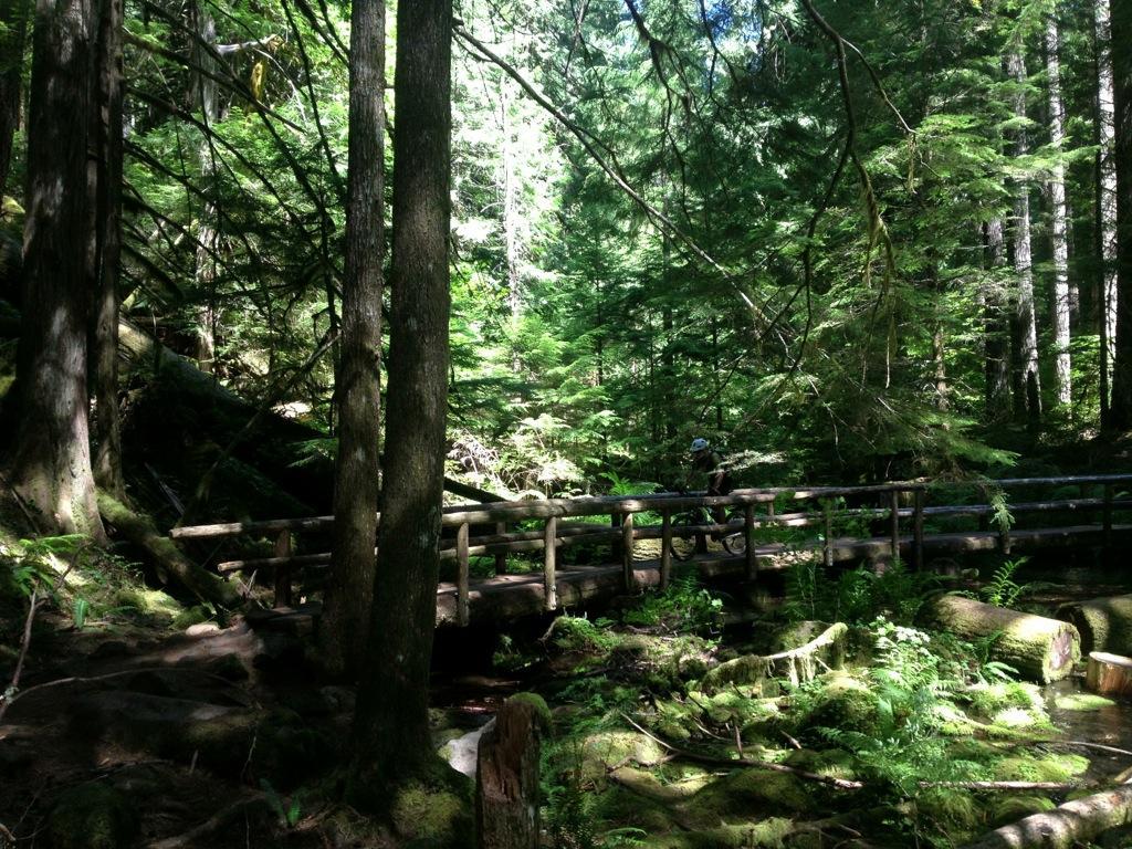 A serene forest scene featuring tall trees and lush greenery, with sunlight filtering through the leaves. A wooden bridge crosses over a small, mossy area, surrounded by ferns and fallen logs. A person in a hat is seen walking across the bridge, highlighting the tranquility of the natural environment. Mckenzie River Trail mountain bike trail.