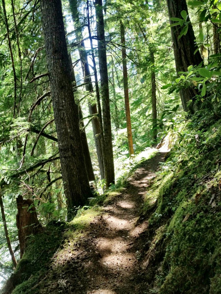 A narrow, winding dirt path surrounded by tall trees and lush greenery, leading through a sunlit forest. The ground is covered in soft moss and scattered leaves, creating a serene and natural atmosphere. Mckenzie River Trail mountain bike trail.