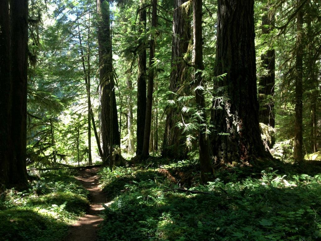 A sunlit forest pathway winding through tall, lush trees, with dappled light filtering through the leaves onto a bed of ferns and forest floor greenery. Mckenzie River Trail mountain bike trail.