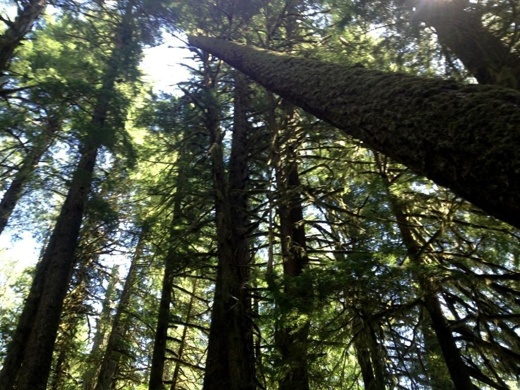 Alt text: Looking up through a dense forest of tall trees, with sunlight filtering through the leaves and branches, creating a serene and natural atmosphere. Mckenzie River Trail mountain bike trail.