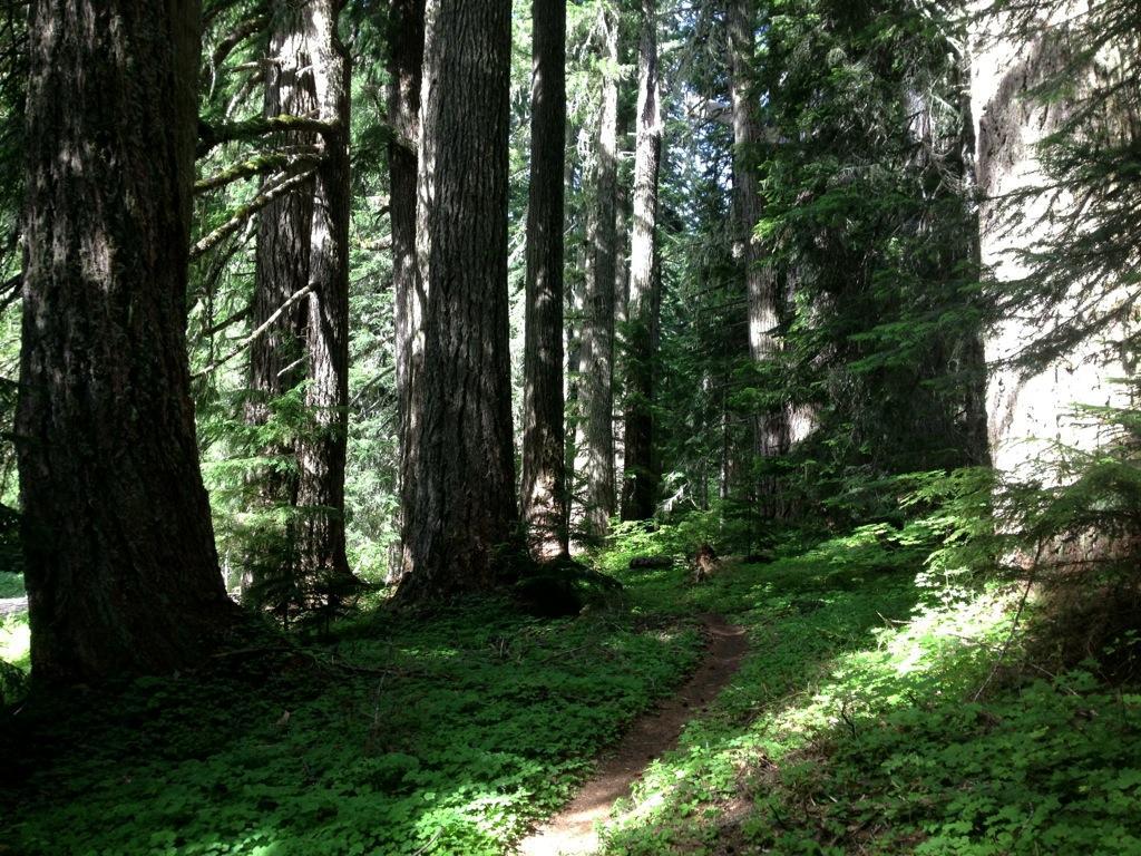 A serene forest scene featuring tall, majestic trees casting dappled shadows over a winding dirt path. Lush greenery and underbrush surround the path, creating a tranquil atmosphere in the heart of nature. Sunlight filters through the leaves, illuminating sections of the ground. Alpine Trail mountain bike trail.