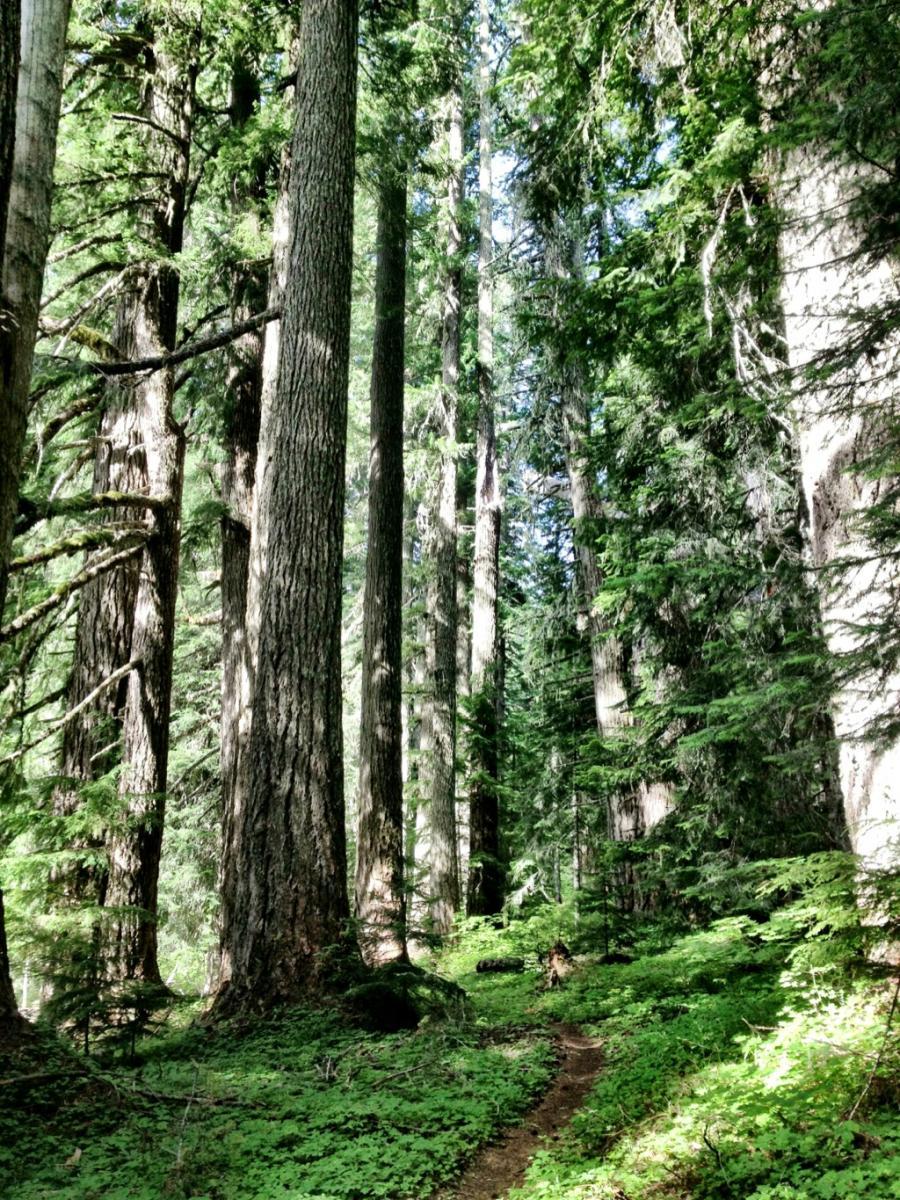 A serene forest scene featuring tall, lush trees with thick trunks and vibrant green foliage. A winding dirt trail runs through the forest floor, which is covered in a carpet of green plants, inviting exploration and providing a sense of tranquility in nature. Sunlight filters through the canopy, illuminating the scene. Alpine Trail mountain bike trail.