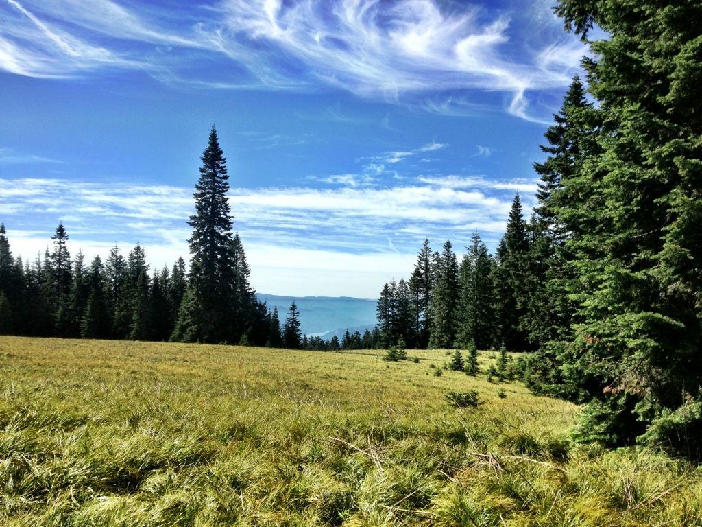 A scenic landscape featuring an expanse of grassy meadow bordered by tall evergreen trees under a vibrant blue sky with wispy clouds. The background includes distant rolling hills and a hint of mountains, creating a serene natural atmosphere. Alpine Trail mountain bike trail.