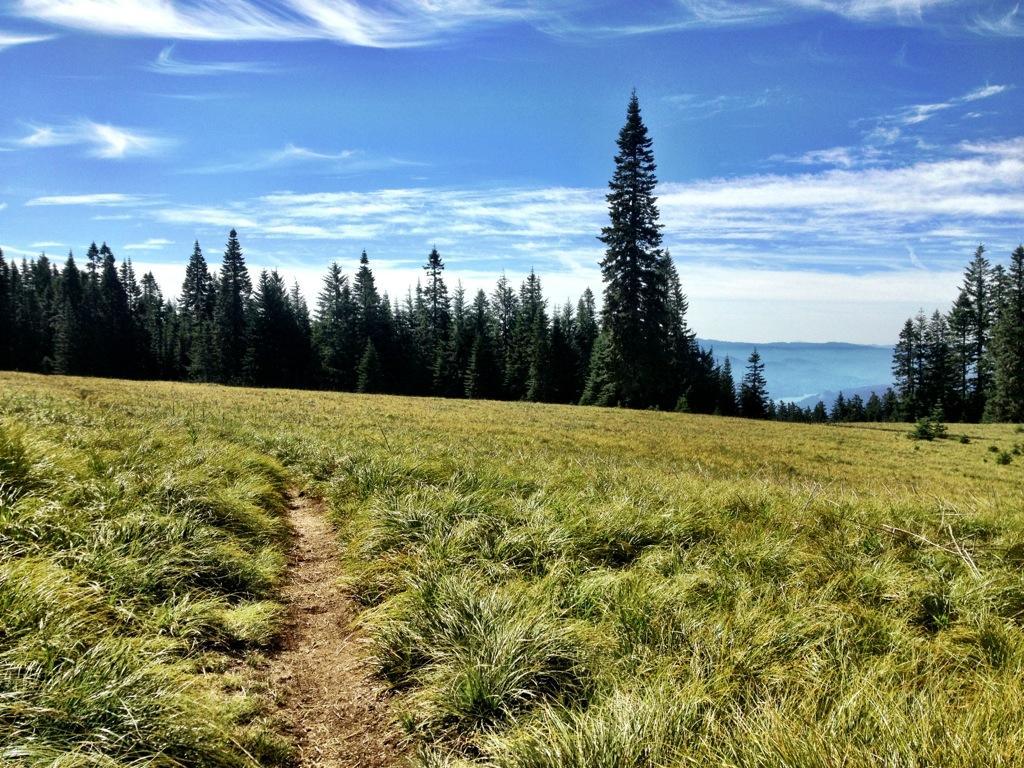 A scenic view of a grassy field leading into a dense forest of evergreen trees under a bright blue sky with wispy clouds. A narrow dirt path winds through the grass, inviting exploration. In the distance, mountains can be faintly seen. Alpine Trail mountain bike trail.