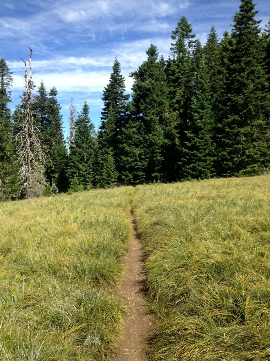A narrow dirt path leads through a grassy area, bordered by tall evergreen trees under a blue sky with scattered clouds. The scene conveys a serene and natural setting, ideal for hiking or exploring. Alpine Trail mountain bike trail.