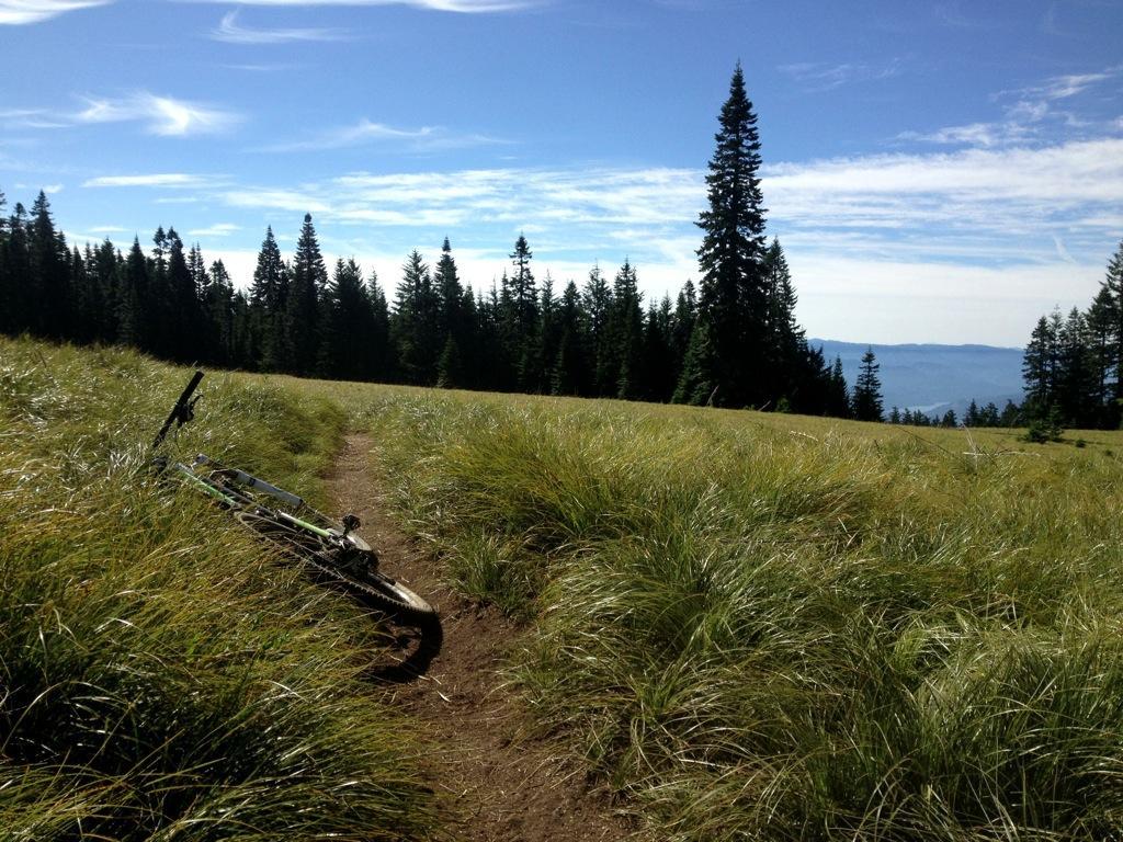 A mountain bike resting in a grassy field, with a dirt trail leading through tall grass and evergreen trees under a blue sky with wispy clouds. Alpine Trail mountain bike trail.