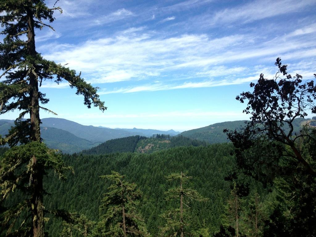 A scenic view of lush green mountains and valleys under a blue sky with wispy clouds, framed by tall evergreen trees in the foreground. Alpine Trail mountain bike trail.