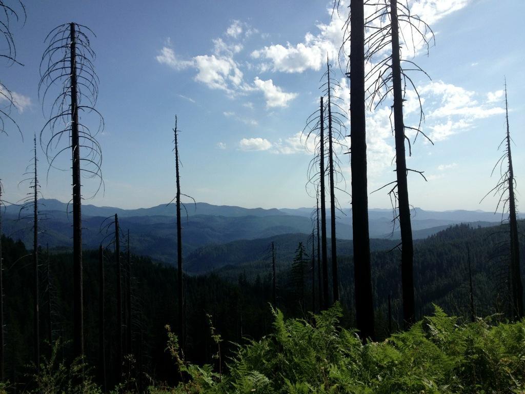 A scenic view of a mountainous landscape with silhouettes of tall, bare trees in the foreground. The sky is partly cloudy, and rolling hills extend into the distance, showcasing a mix of greenery and natural terrain. Lost Creek mountain bike trail.