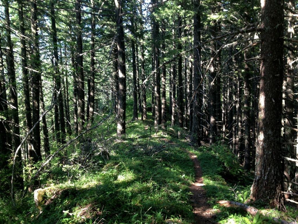 A peaceful forest scene featuring a narrow dirt trail winding through tall, densely packed trees. Sunlight filters through the foliage, casting dappled light on the lush green undergrowth. Hardesty Mountain mountain bike trail.