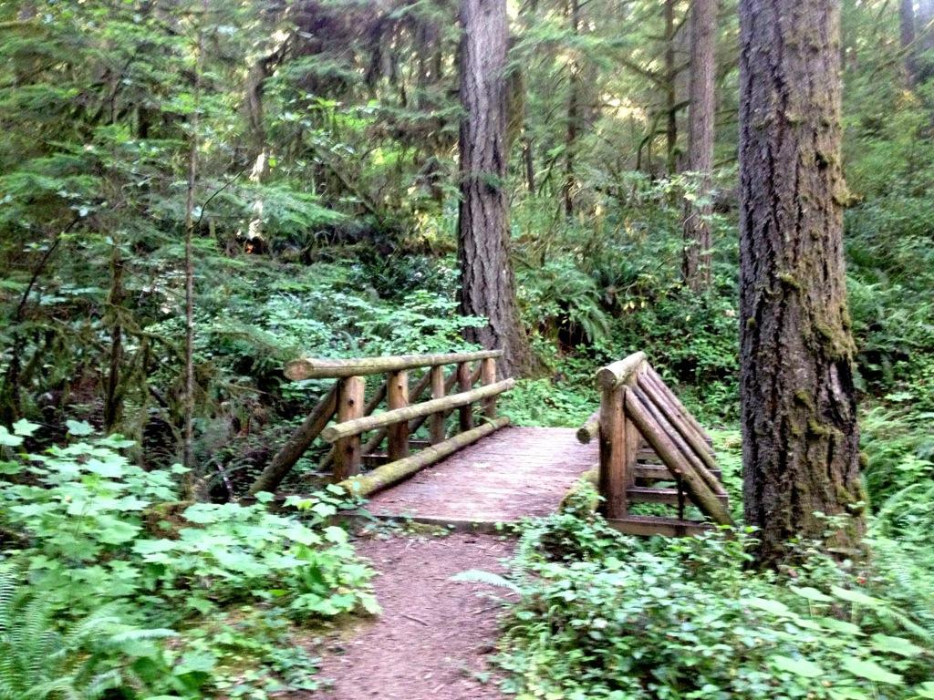 A small wooden bridge crossing a path in a lush, green forest. Tall trees and dense foliage surround the bridge, creating a serene natural atmosphere. South Willamette mountain bike trail.
