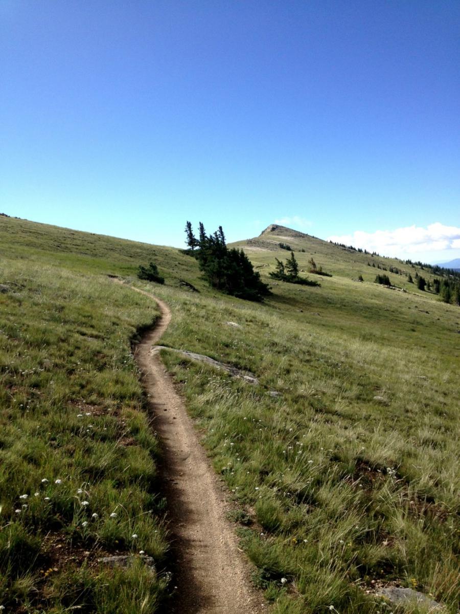 A winding dirt path navigates through a lush green hillside under a clear blue sky. Small patches of white flowers dot the grassy landscape, leading towards a distant, gently sloping peak. Monarch Crest Trail mountain bike trail.
