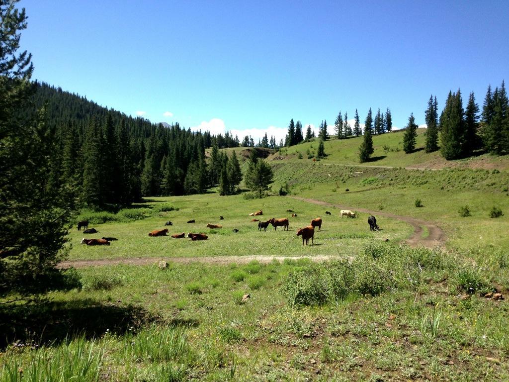 A peaceful landscape featuring a grassy field with several cows grazing and resting, surrounded by trees and rolling hills under a clear blue sky. Monarch Crest Trail mountain bike trail.