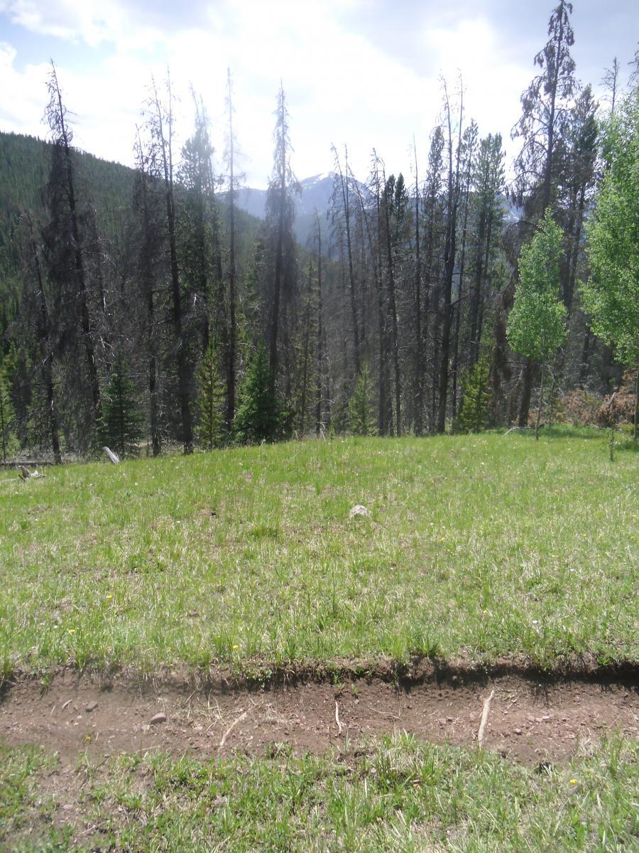 A scenic view of a green meadow bordered by tall trees, with a backdrop of mountains under a partly cloudy sky. The foreground features a patch of grass, while the forest is visible with a mix of healthy and dead trees. Argentine Trail mountain bike trail.