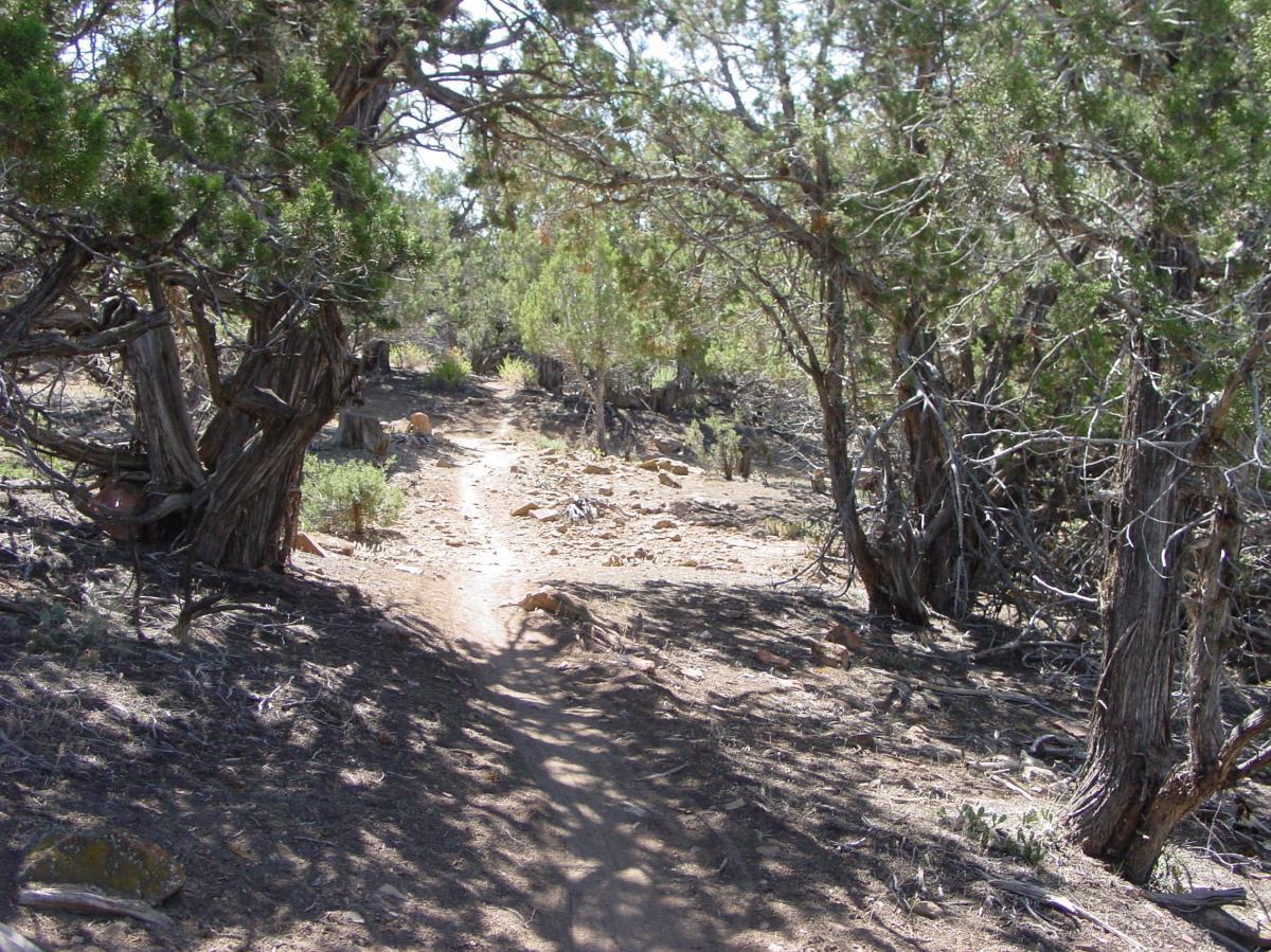 A dirt path winding through a wooded area, flanked by trees and sparse vegetation, with shadows cast on the ground. The scene captures a tranquil and natural environment, inviting exploration and hiking. Jumbo Mountain mountain bike trail.