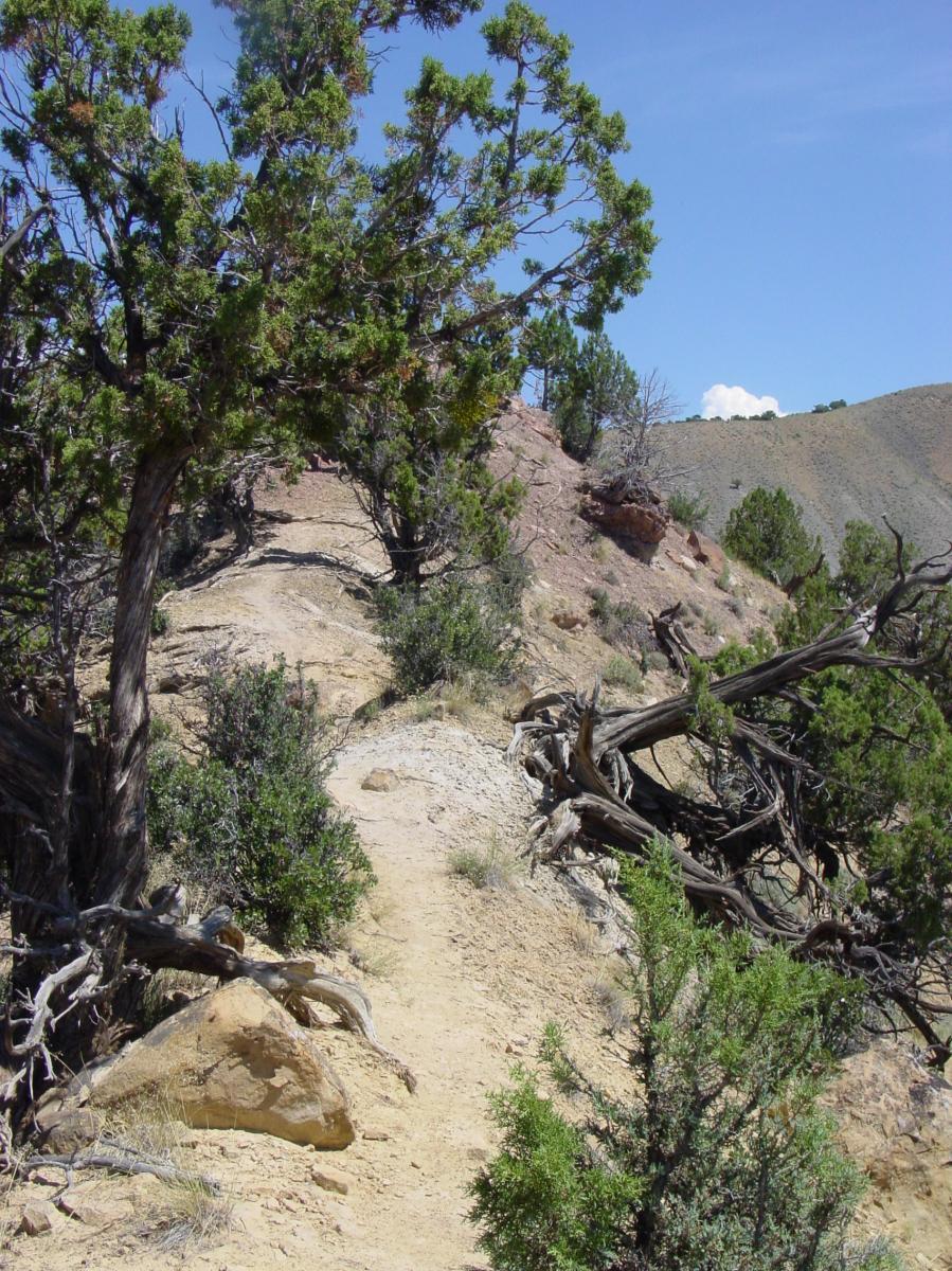 A winding dirt path surrounded by shrubs and trees, leading up a hillside under a clear blue sky. Jumbo Mountain mountain bike trail.