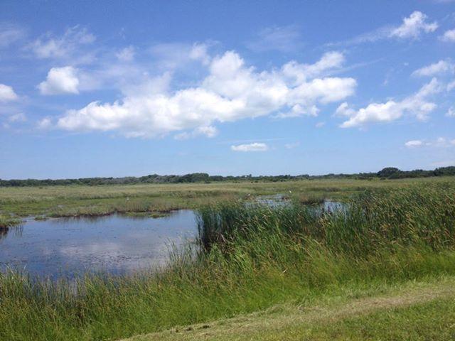 A scenic view of a lush wetland featuring tall grasses and a calm body of water under a bright blue sky with scattered clouds. The landscape is open and expansive, showcasing the natural beauty of the area. False Cape Natural Area Preserve mountain bike trail.