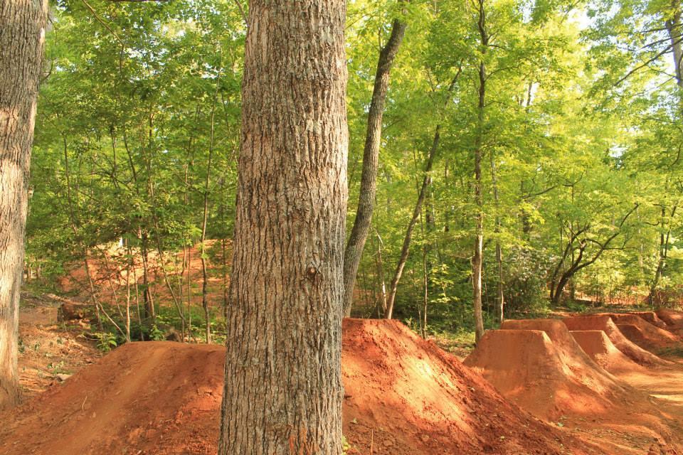 A wooded area featuring two large trees in the foreground, with a dirt jump park visible in the background. The park includes several dirt mounds shaped for biking or jumping, surrounded by lush green trees and foliage. The scene is well-lit, showcasing the natural environment. Hilltop Bike Park mountain bike trail.