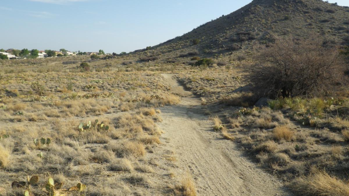 A dirt path winding through a dry, sparse landscape with scattered cacti and shrubs, leading towards a hilly area. In the background, residential buildings are visible among the greenery, under a clear blue sky. South Foothills mountain bike trail.