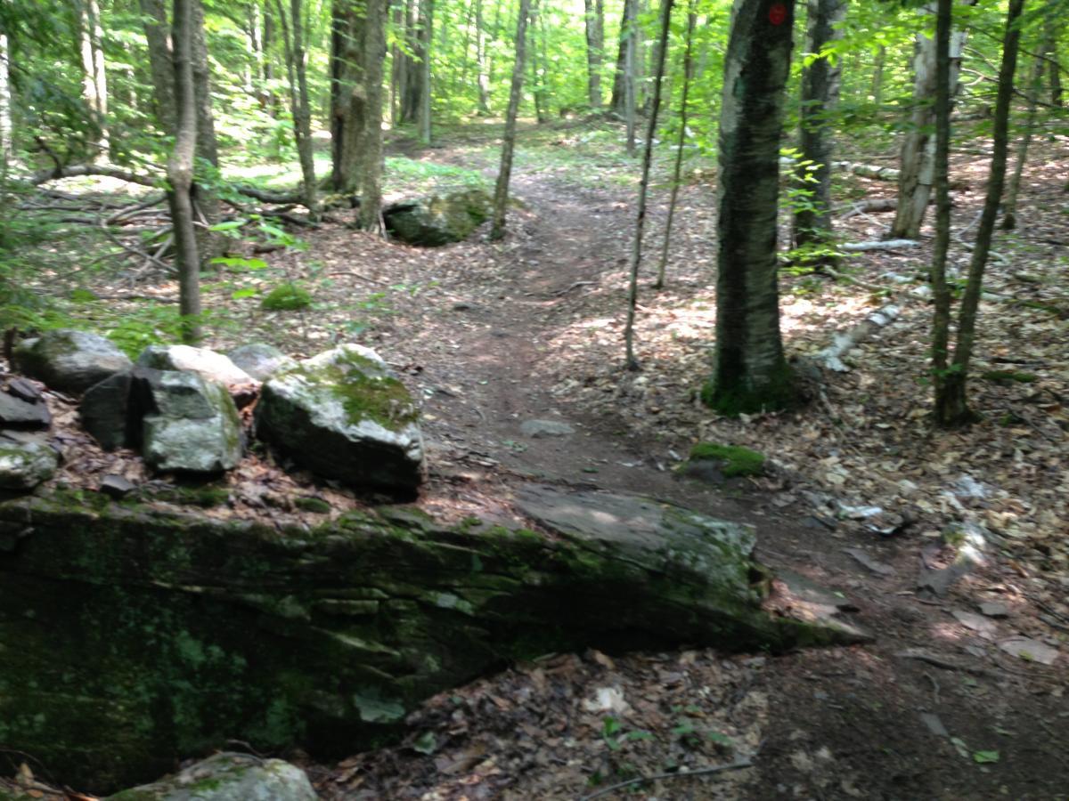 A narrow dirt path winding through a lush green forest, surrounded by trees and scattered rocks. The ground is covered with leaves and moss, creating a peaceful, natural setting. Sunlight filters through the leaves, illuminating parts of the trail. Elm Ridge mountain bike trail.