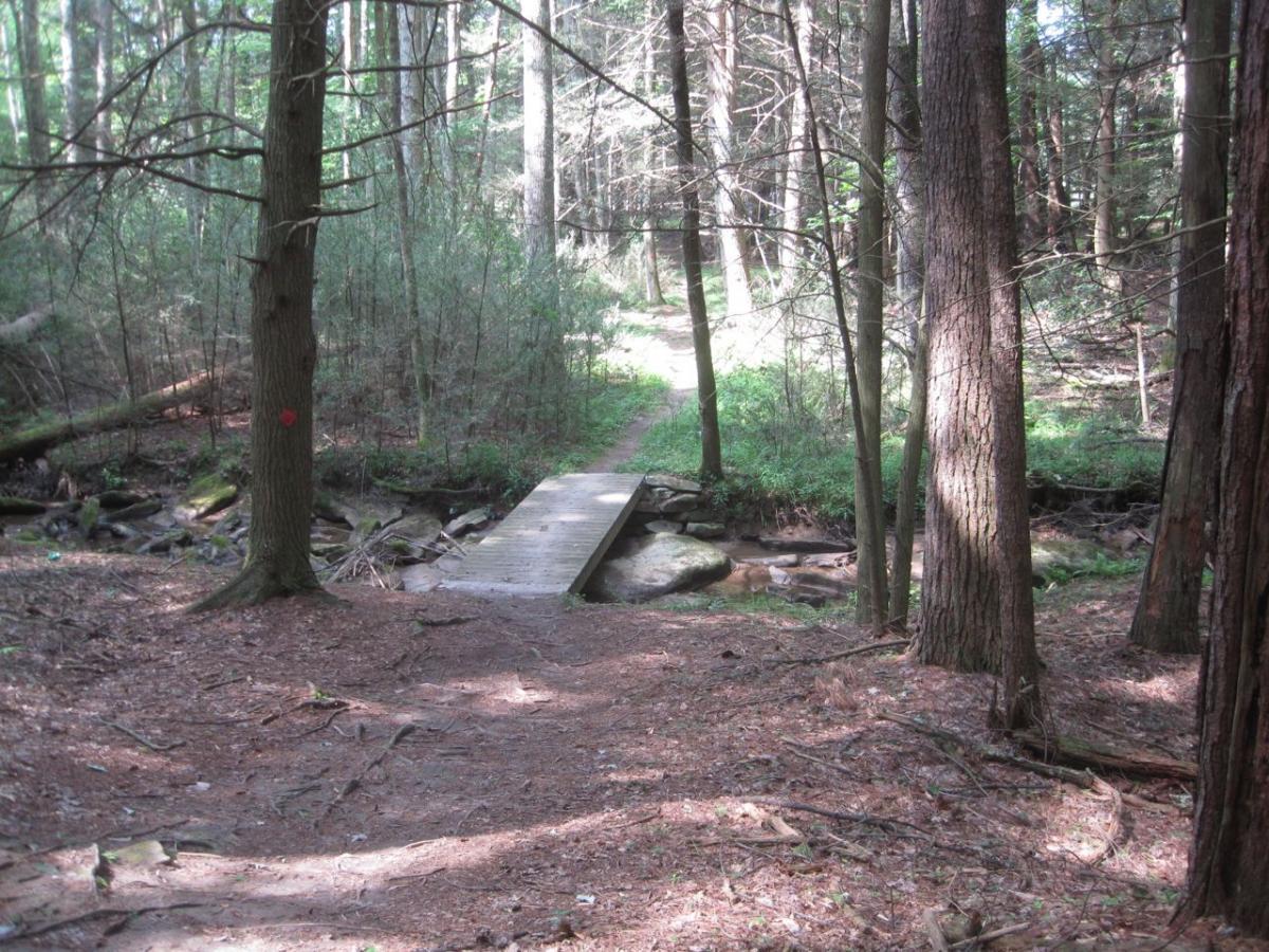 A wooden footbridge spans a small creek in a forested area, surrounded by tall trees and lush green undergrowth. The path leading to the bridge is covered in pine needles, and a red mark is visible on one of the trees. Sunlight filters through the branches, creating a serene atmosphere. Little Beaver State Park - Railroad Grade Trail mountain bike trail.