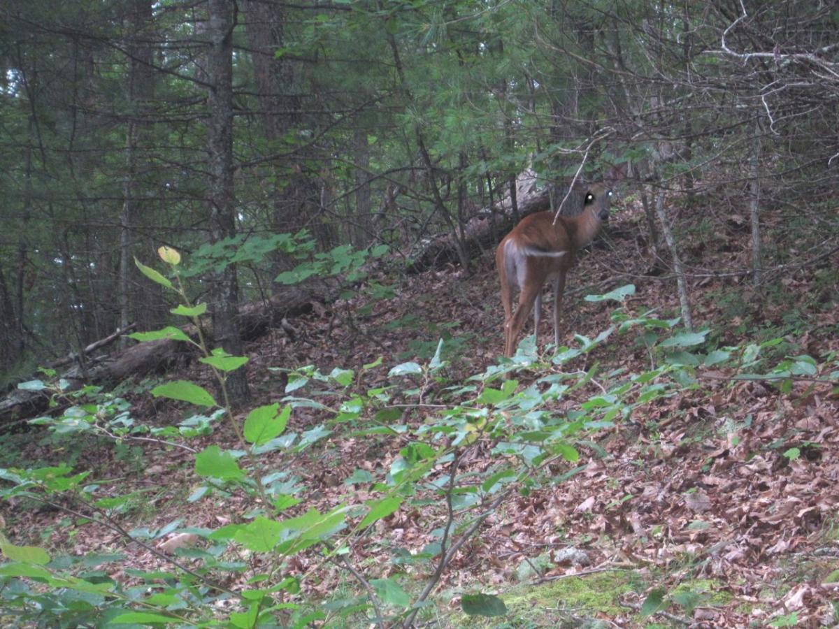 An alert deer standing on a hillside in a forested area, partially obscured by trees and underbrush, with a background of green foliage and fallen leaves. Black Bear Loop Greenbrier State Forest mountain bike trail.