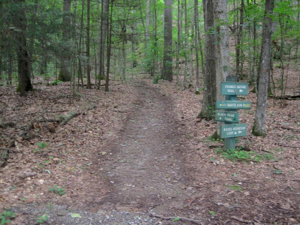 A wooded trail in a park, surrounded by tall trees and scattered leaves on the ground. A wooden signpost indicates directions for multiple trails: Young's Nature Trail, Harts Run Road, Black Bear Trail, and Wades Mountain Loop. Black Bear Loop Greenbrier State Forest mountain bike trail.