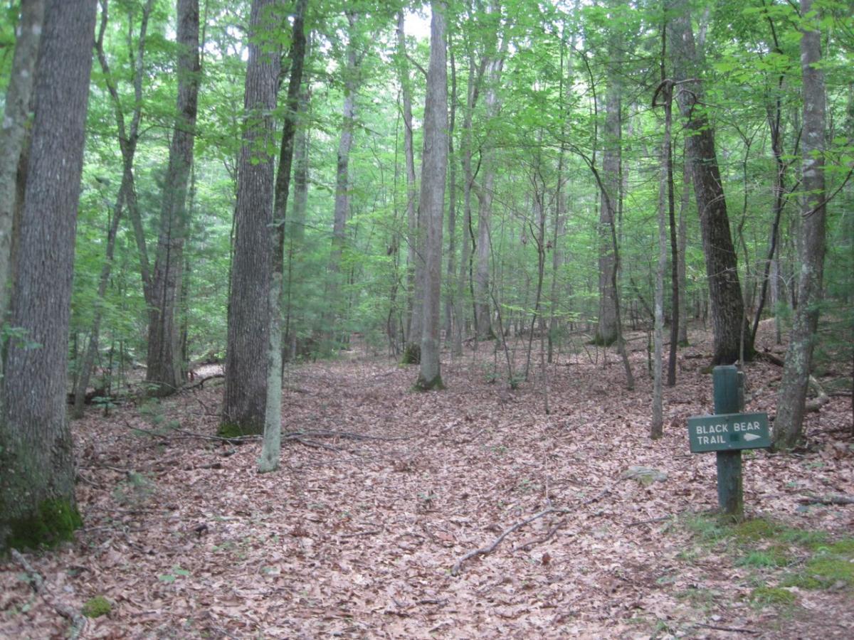 A serene forest scene featuring tall trees with lush green leaves, a leaf-covered ground, and a sign marking the entrance to the "Black Bear Trail." Black Bear Loop Greenbrier State Forest mountain bike trail.