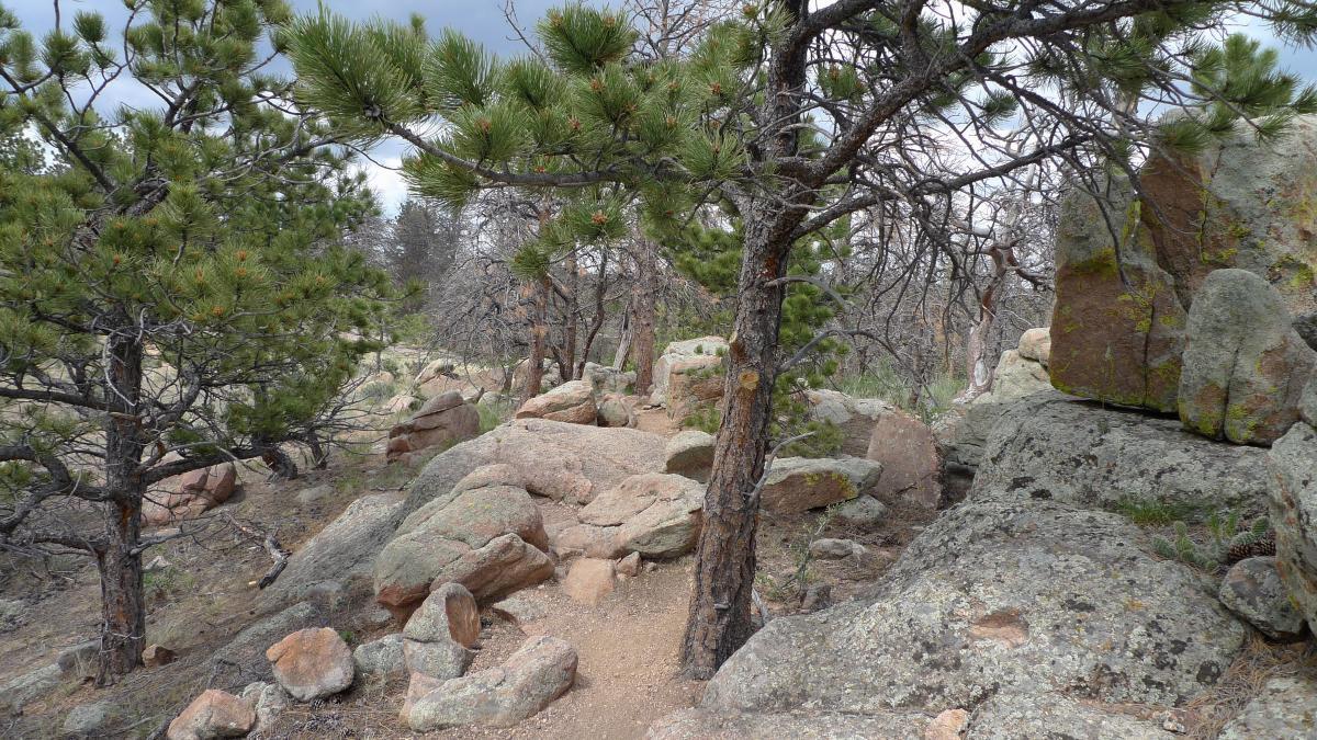 A natural landscape featuring a winding path through a rocky area, surrounded by pine trees and boulders. The scene depicts a blend of green foliage and earthy tones, under a partly cloudy sky. Curt Gowdy State Park mountain bike trail.