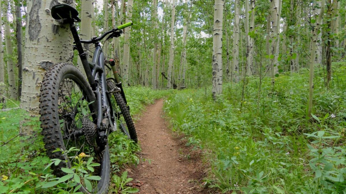 A mountain bike leaning against a tree on a dirt trail surrounded by lush greenery and tall aspen trees. The vibrant foliage and the peaceful forest setting create an inviting atmosphere for outdoor cycling. Colorado Trail: Kenosha Pass To Breckenridge mountain bike trail.
