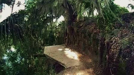 A narrow, winding path lined with lush greenery and hanging foliage, leading along the edge of a tree-covered slope. The path appears to extend over the edge, surrounded by dense vegetation. Loyce E. Harpe Park mountain bike trail.