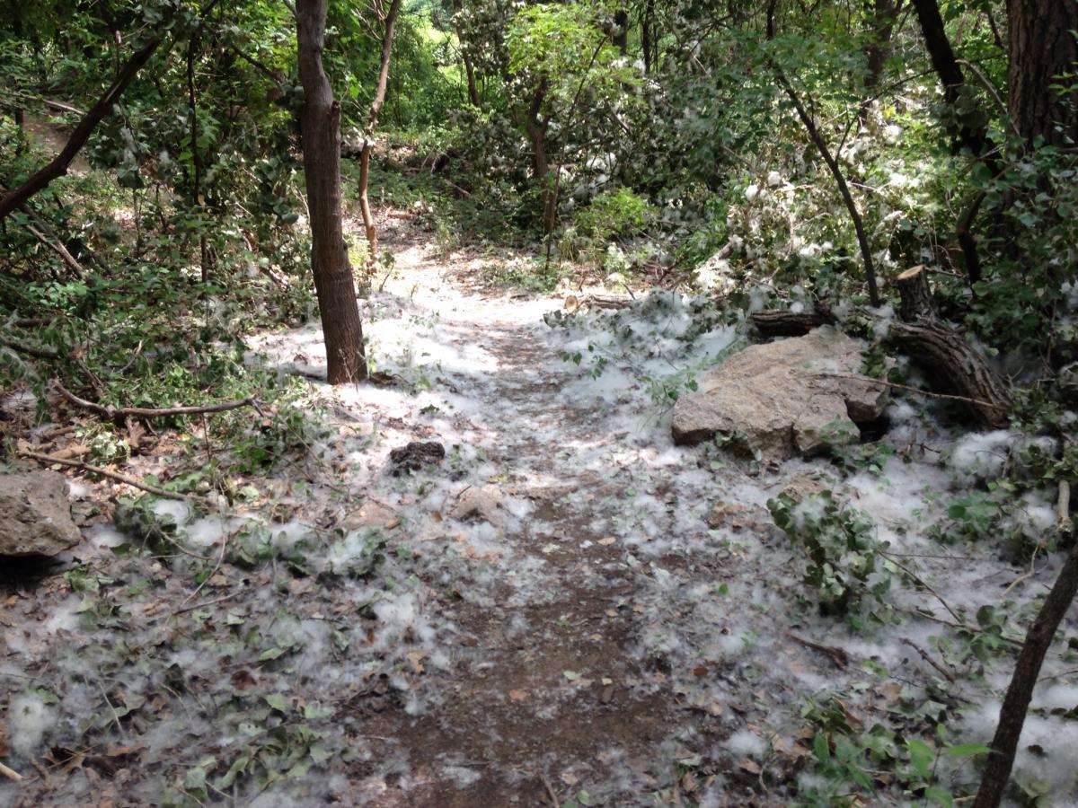 A dirt path winding through a forested area, covered with a layer of soft, white fluff and scattered green leaves. Surrounding trees and foliage create a lush, natural environment. Air Capital Memorial Park mountain bike trail.