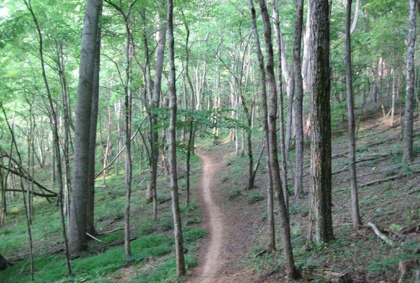 A winding dirt path through a lush green forest, surrounded by tall trees and undergrowth. The scene is tranquil, highlighting the beauty of nature. Jack Rabbit Trails mountain bike trail.