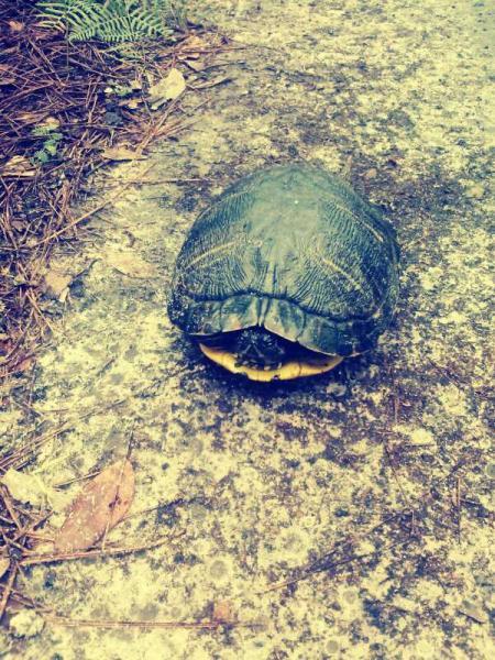 A close-up view of a turtle on a rocky surface, surrounded by scattered leaves and foliage. The turtle has a glossy, dark shell and is positioned facing the camera. Marrington Trail mountain bike trail.