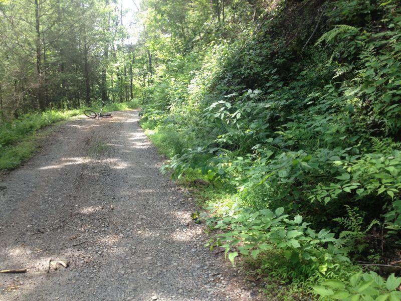 A gravel road winding through a lush green forest, with dense foliage on either side and a bicycle lying on its side in the foreground. Jasus Creek mountain bike trail.