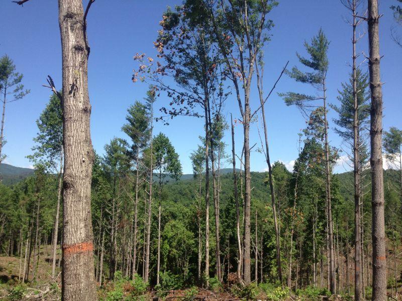 A scenic view of a forest with tall trees, showcasing a mix of green foliage and clear blue sky. The image captures a mountainous background, highlighting the beauty of nature. Some trees have visible markings, indicating areas of forestry management. Tennessee Divide mountain bike trail.