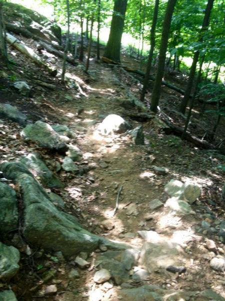 A narrow winding trail through a forest, surrounded by green trees. The ground is uneven with exposed rocks and dirt, indicating a hiking path. Sunlight filters through the foliage, casting soft shadows on the trail. Sprain Ridge mountain bike trail.