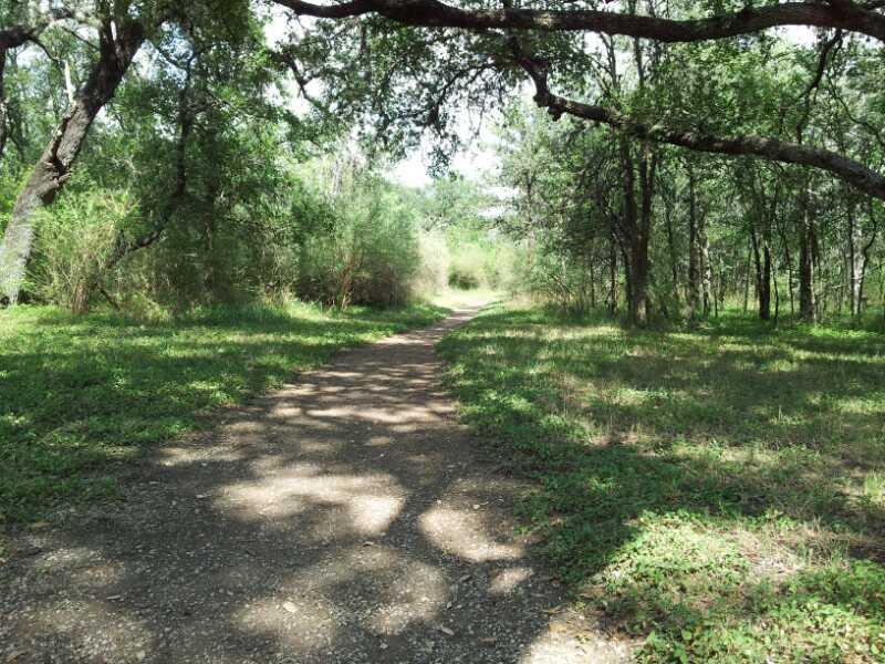 A sunny woodland path winding through lush greenery, framed by overhanging branches and dappled light. The dirt trail leads deeper into the forest, surrounded by tall grass and shrubs. McAllister Park mountain bike trail.